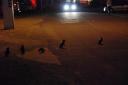 Blue pinguins