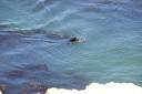 Fur Seal