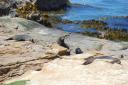 Fur Seal