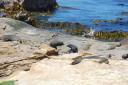 Fur Seals
