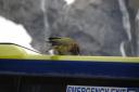 Kea