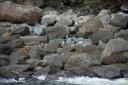 Yellow-eyed pinguins Milford Sound
