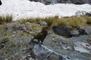 Kea