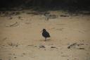 Bird Abel Tasman NP