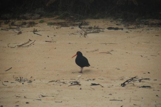 Bird Abel Tasman NP