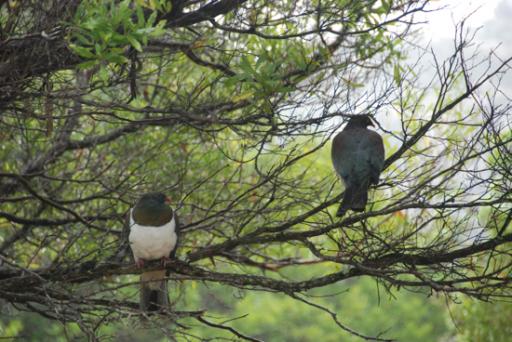 Native Pigeons Abel Tasman NP