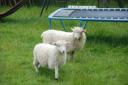 Lammetjes