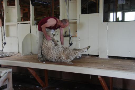 Schaap scheren