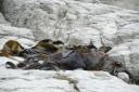 Fur Seal NZ
