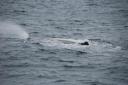 Sperm whale!