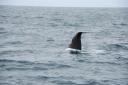Tail Sperm Whale
