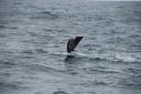 Tail Sperm Whale