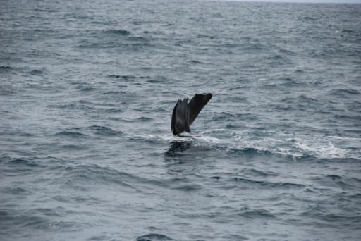 Tail Sperm Whale