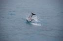 Dusky Dolphin