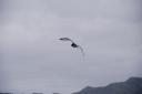 Albatros