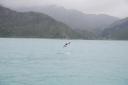 Dusky Dolphin