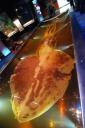 Giant Squid