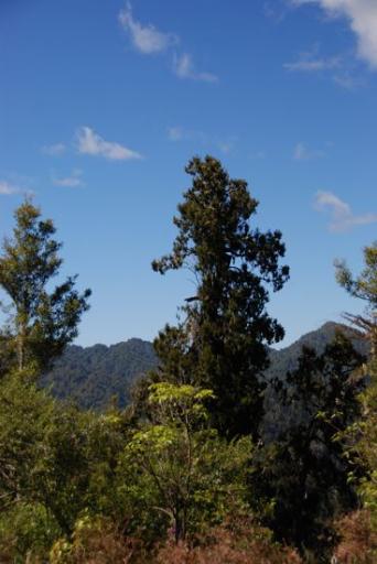 Rainforest Route