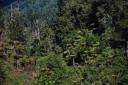 Rainforest Route