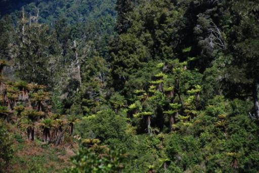 Rainforest Route
