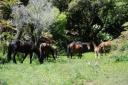 Maori paarden