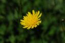 Bloem