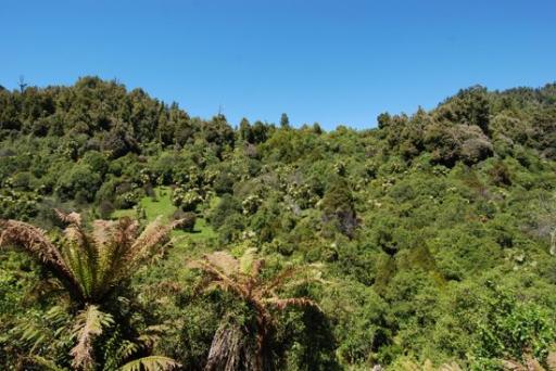 Rainforest Route