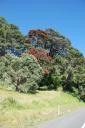 Onderweg naar Waihi Beach