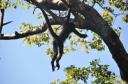 Spider Monkey