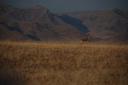 Springbok in de Namib desert