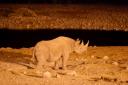 Neushoorn