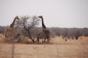 Giraffen