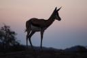 Springbok