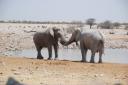 Olifanten Etosha