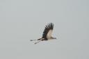 Roofvogel Etosha