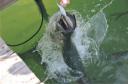 Tarpon voeren