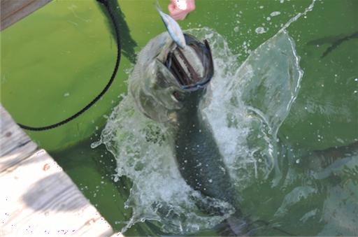 Tarpon voeren