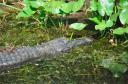 Alligator