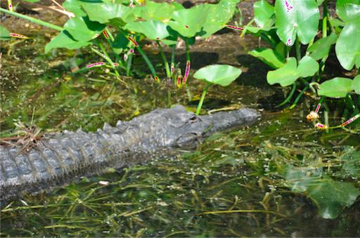 Alligator
