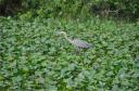 Reiger