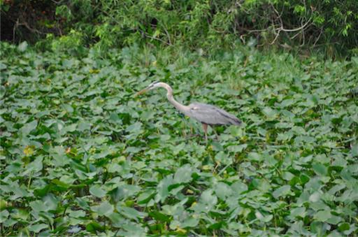 Reiger