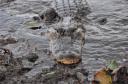 Alligator ....