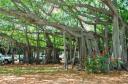 Banyan boom