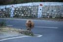 Koe op weg naar Kempty Falls