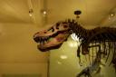 Rex