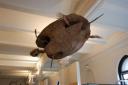 Schildpad