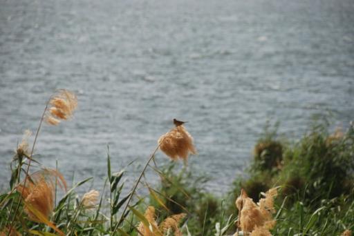 019 - Birds