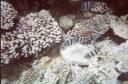 Blue Hole Dahab
