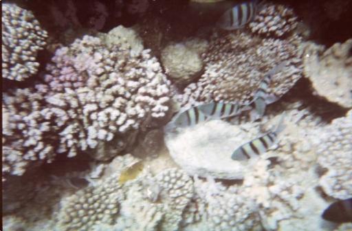 Blue Hole Dahab