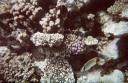 Blue Hole Dahab